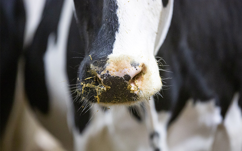 Nose of dairy cow.