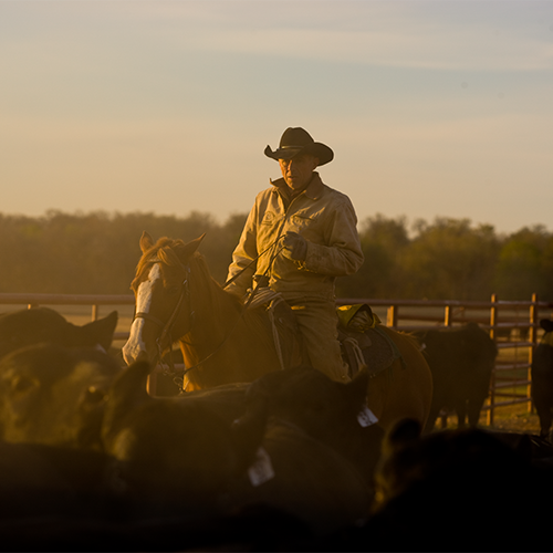 Cowboy on horse rounding cattle.