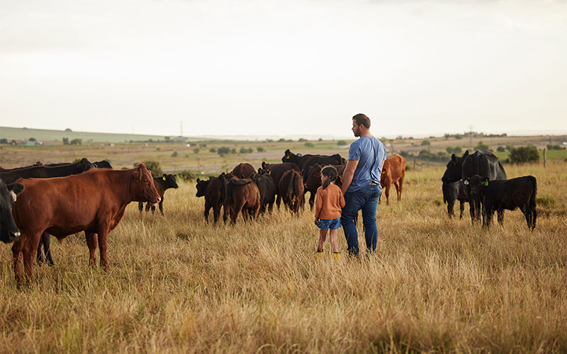 Dad and daughter in field with cattle.