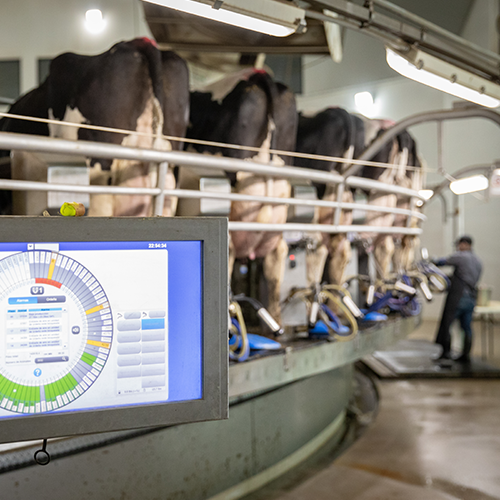 Cows on a milking carousel.