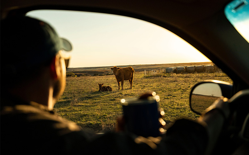 Producer looking at cow and calf from truck.