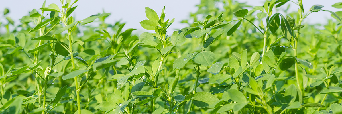 Field of alfalfa.