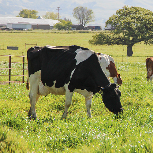 Dairy cow in pasture.