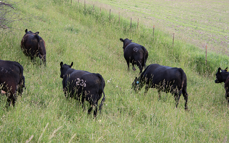 Beef cattle in pasture.