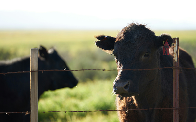 Beef cattle in field behind fence.