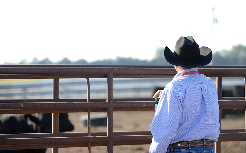 Cowboy looking at cattle through gate.