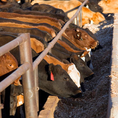 Cattle eating at feed bunk.