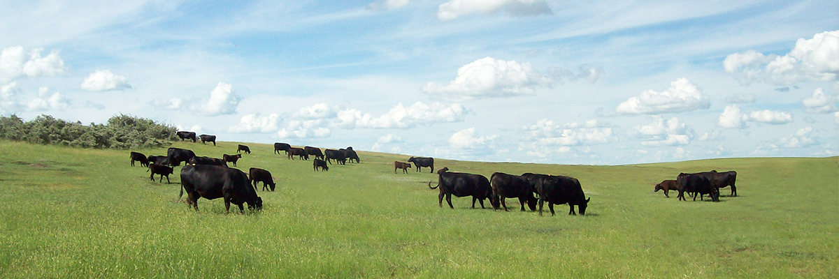 Young Angus cattle in pasture.