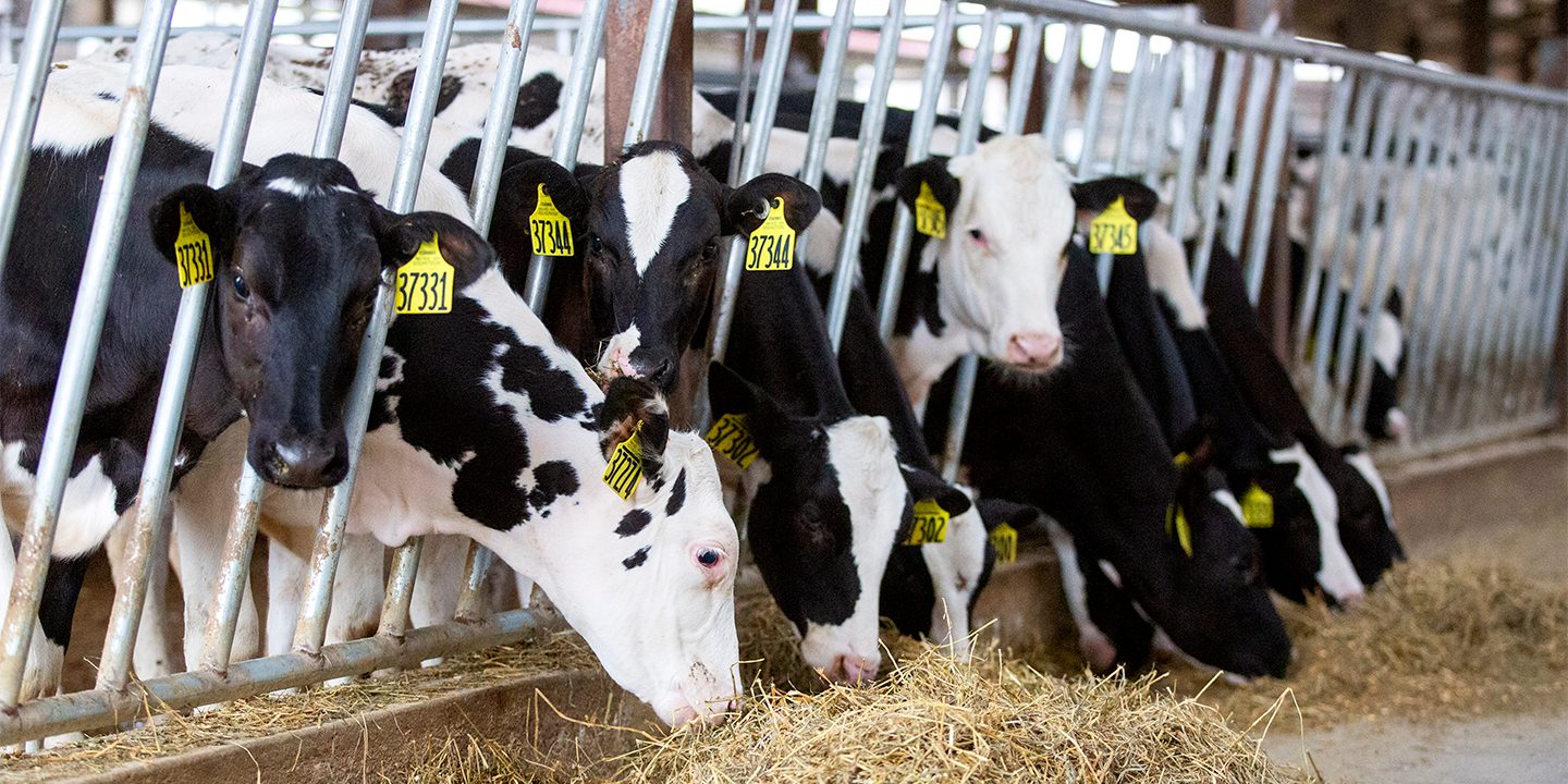 Team members and partners touring a dairy.