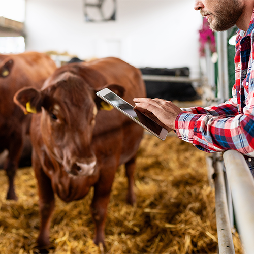 Consultant evaluating beef cattle.