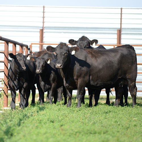 Black beef cattle standing on grass.