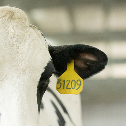 Holstein cow ear tag.