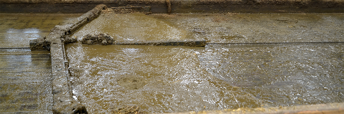 Manure in dairy cow barn.