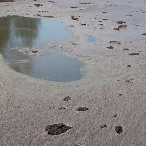 Dairy manure lagoon.