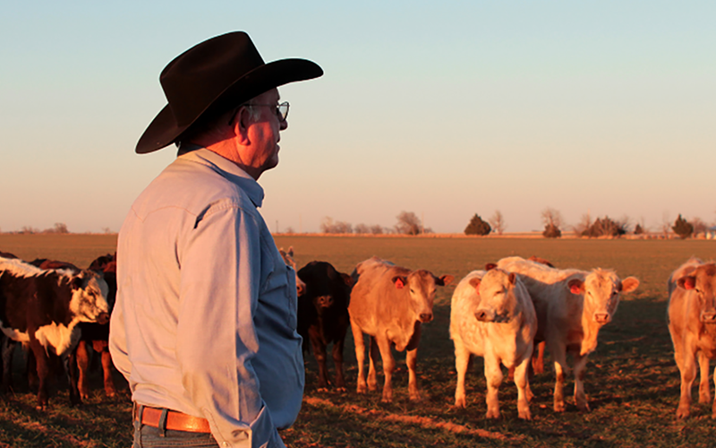 Rancher looking at cattle.