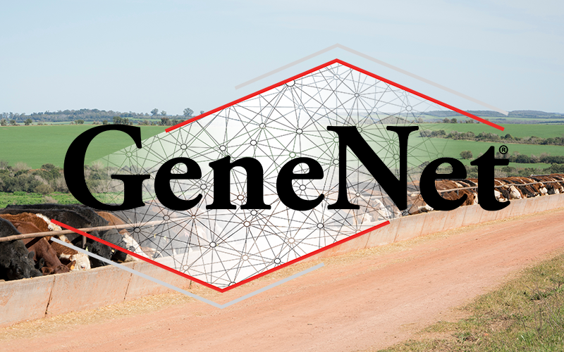 GeneNet logo with cattle in the background.