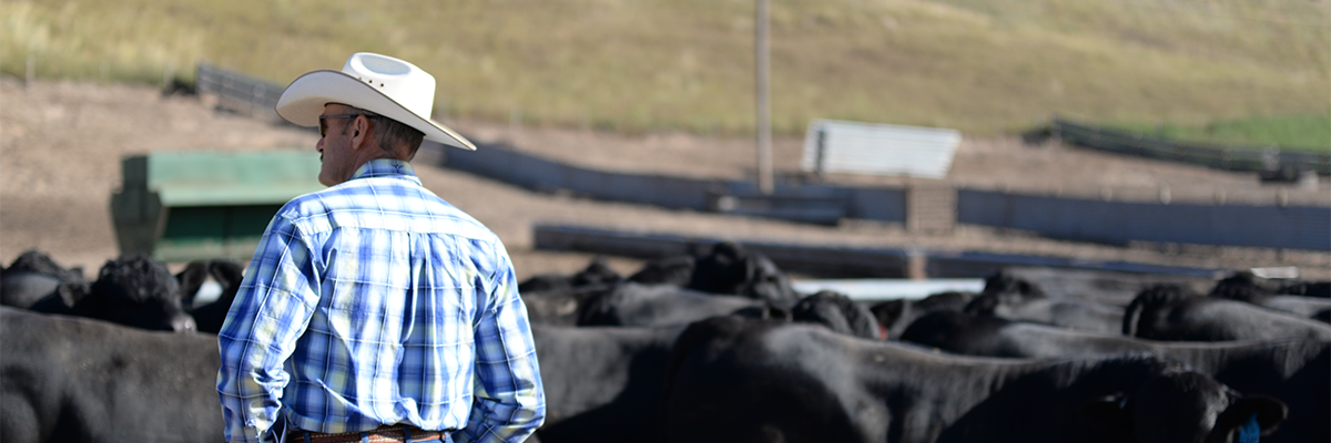 Cattlemen looking at cattle in pen.