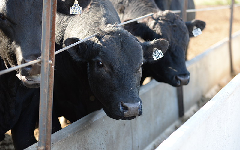 Young cattle at feed bunk eating.