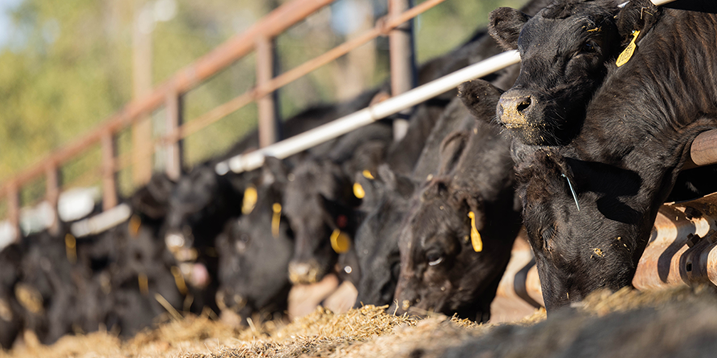 Cattle eating at feed bunk.