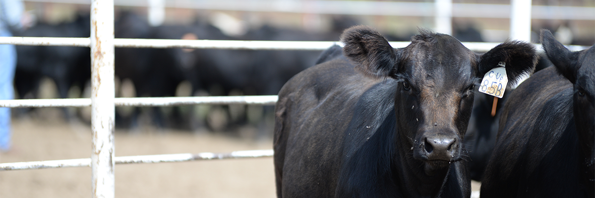 One calf looking into the camera.