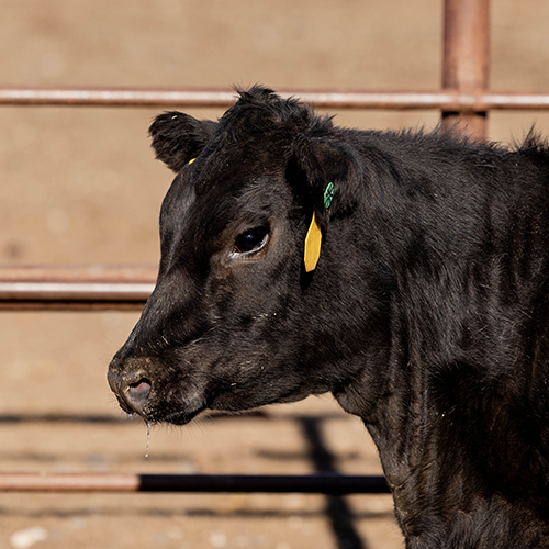 A black stocker calf.