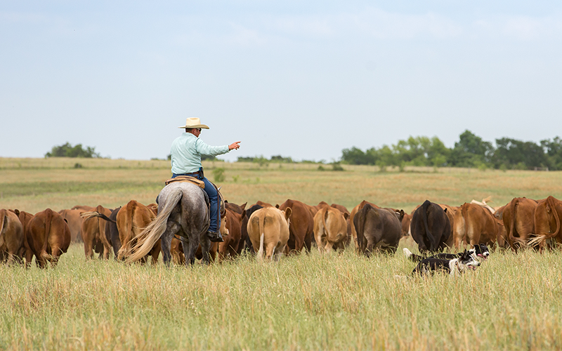 Cattle drive with dogs.