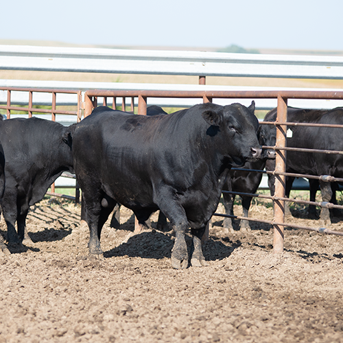 Beef steer in pen.