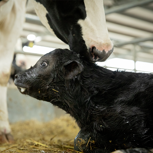 Dairy cow and beef calf.