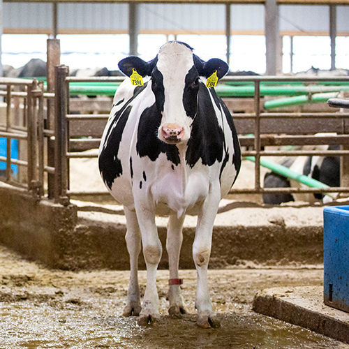 Holstein cow standing in barn.