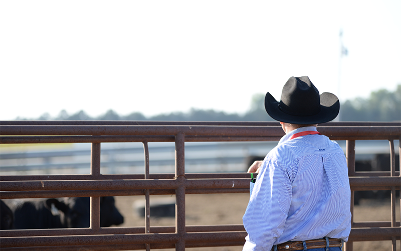 Cowboy looking at cattle through gate.