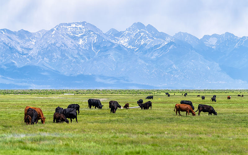 Beef cattle grazing in front of mountains.