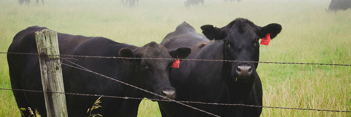 Two beef cattle looking through a pasture fence.